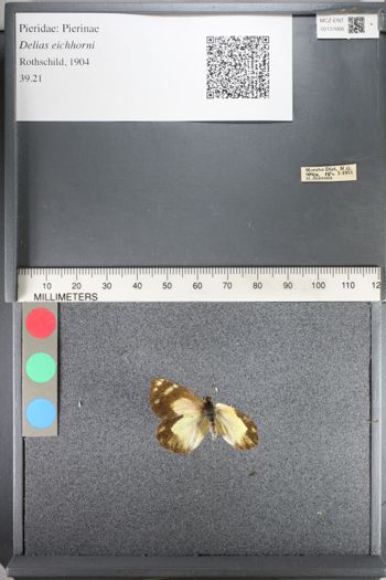 Media type: image;   Entomology 131666